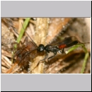 Priocnemis sp - Wegwespe 12j 8mm mit Wolfsspinne - Trochosa sp.jpg